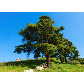 Darčeková sada pre ženy Scented elegancia bath 5v1